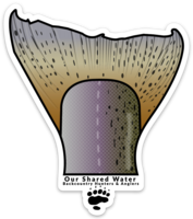 Our Shared Land - Bear Sticker *10768