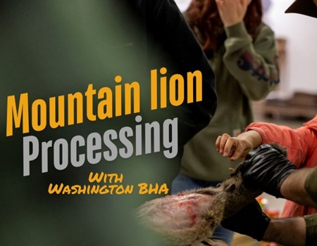 Mountain Lion Processing with Washington BHA