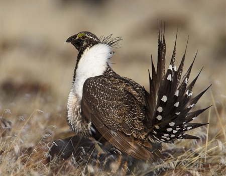 Organizations Optimistic about Final Plan to Protect Sage-Grouse Habitat, Call for Work to Begin
