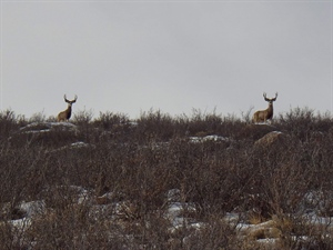 Utah Attempts to Wrest Public Lands Out of Public Hands