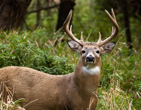 A Stark New Reality for Washington’s Wildlife