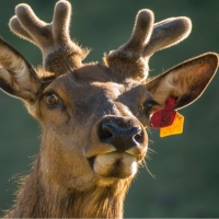 RI Assembly sends Three BHA-Backed Wildlife Bills to Governor