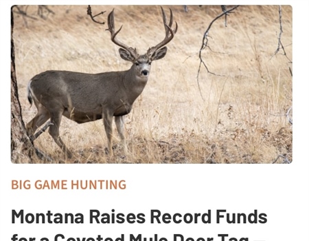 Montana Raises Record Funds for a Coveted Mule Deer Tag — Through a Public Raffle