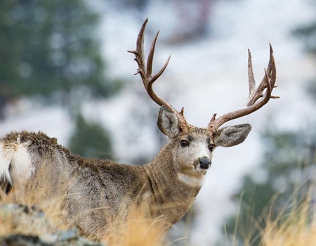 BHA raffle raises record amount for mule deer conservation in Montana