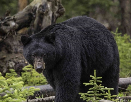California’s New Era in Black Bear Conservation: A Science-Driven Approach with a Role for Hunters
