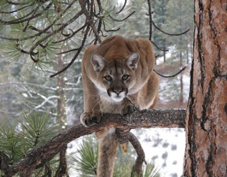 Fish and Wildlife Commission Fail Wildlife, Collaboration in Cougar Rulemaking