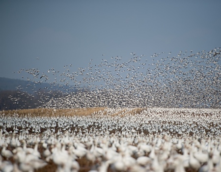 Western Arctic Public Lands Receive Greater Protections