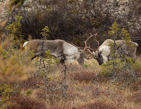 Admin Signals Intent to Deny Ambler Road Permit: BHA, Conservation Groups Approve