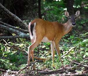 ID BHA Opposes HB 469