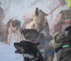 Call of the Wild - Alaska BHA Volunteers Answer