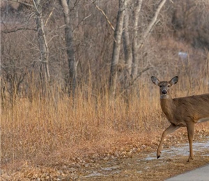 RI House Committee to Hold Hearings on Two Wildlife Bills