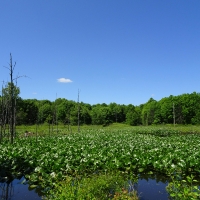 Indiana Wetlands Targeted Once Again