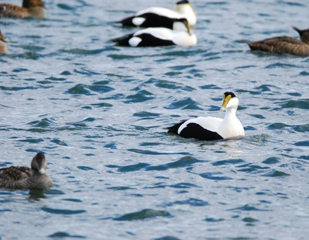 Rhode Island BHA Opposes Kelp Proposal that Impacts Wildlife Habitat, Hunting Access