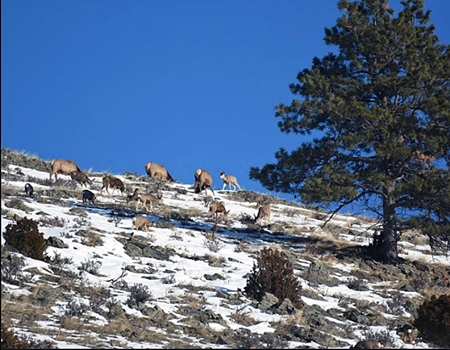 Gov's Amendments Triple Elk Licenses Given to Nonresident Landowners