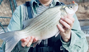 Texas Spring Spawn Report