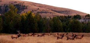 Utah's Elk Management Plan Moves Ahead