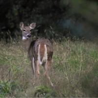 Passage of SB431 Pink Envelope Bill a Win for PA Hunters!