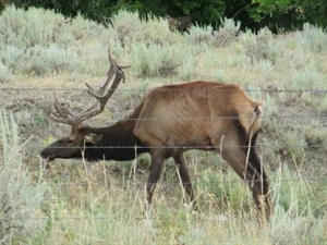 Chronic Wasting Disease, A Real and Unignorable Disease at our Doorstep