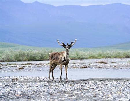 Arctic National Wildlife Refuge Oil Leases Suspended