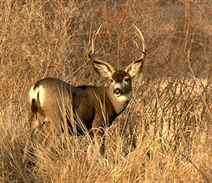 Utah Joins Neighboring Western States in Prohibiting Baiting for Ungulates