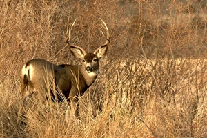 Utah Joins Neighboring Western States in Prohibiting Baiting for Ungulates