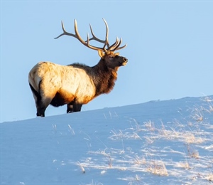 Montanans: Thank Legislators for Listening to Hunters