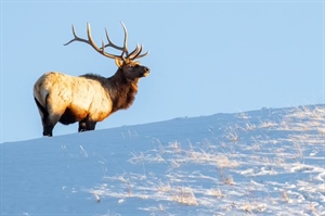 Montanans: Thank Legislators for Listening to Hunters