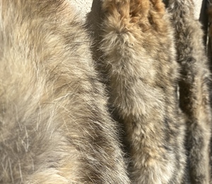 3/14 Hearing Update! NM Trapping Ban Likely to Pass