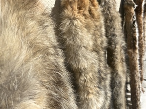 3/14 Hearing Update! NM Trapping Ban Likely to Pass