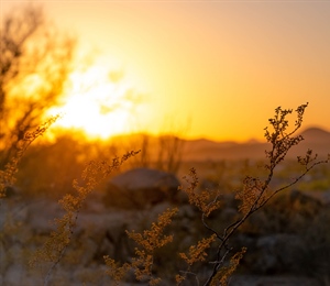 Join NM BHA in Opposing the Public Land Trapping Ban