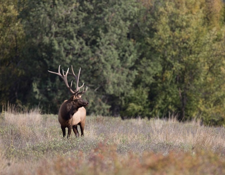 CO Hunters and Anglers for CORE Cheer Reintroduction of Colorado Public Lands Legislation