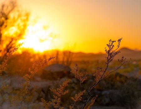 NM Public Land Trapping Ban Moves Forward