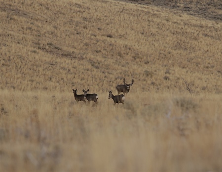 Big Win For Mule Deer Winter Range In Idaho!