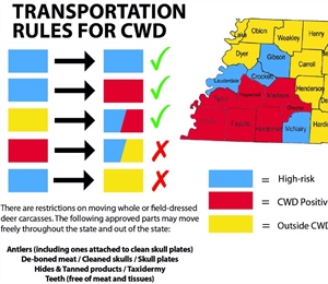 CWD In Tennessee: How Hunters Can Help