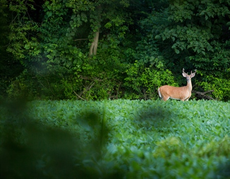 Pennsylvania BHA vs CWD challenge