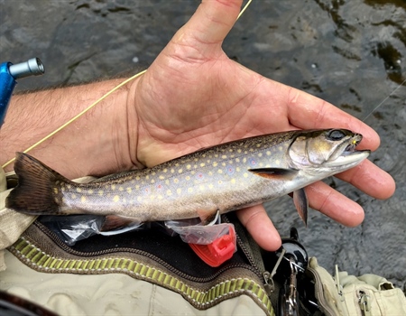 In defense of brook trout