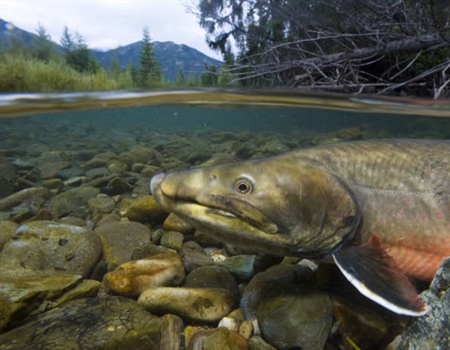 Alberta Chapter Supports SARA Listing for Bull Trout
