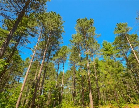 WIBHA - Action Alert - Help Protect Wisconsin's Roadless Areas