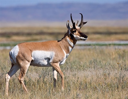 NMDGF Overhauls Antelope Tag System
