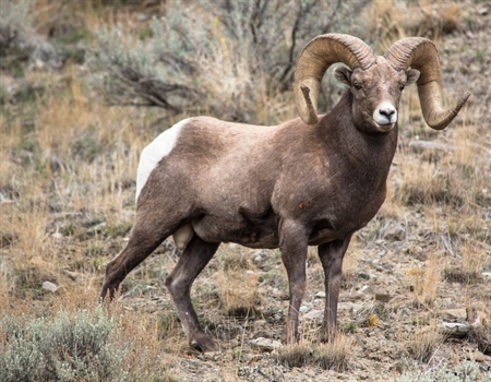 Interior Proposes Conserving Bighorn Habitat in Wyoming