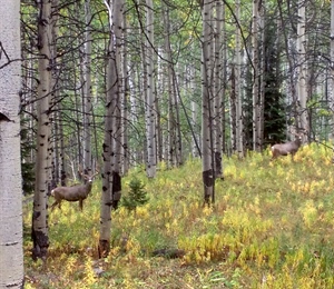 A Big Win for Sportsmen and Wildlife in Colorado
