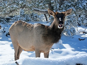 New Video Highlights Importance of Wilderness for Wildlife