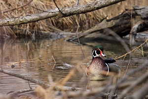 House Passes Package of Conservation,  Access Bills