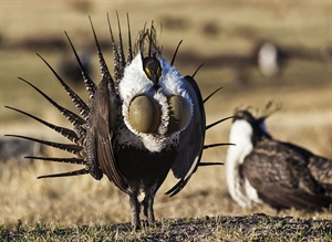 Interior Announces Changes in Sage Grouse Management; BHA Responds
