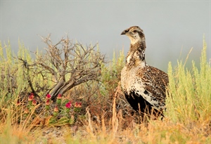 Interior Plans to Overhaul Sage Grouse Plans; BHA Responds
