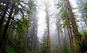 It’s Official: Oregon’s Elliott State Forest to Remain Publicly Accessible