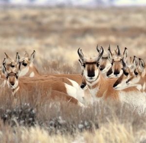 BHA Responds to Interior Attempt to Unravel National Monuments