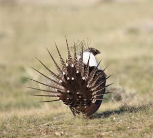 Zinke Pushes Continued Collaboration on Sage Grouse Work; Sportsmen Urge Interior to Stay the Course