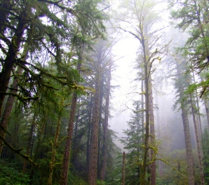 BHA Commends Effort to Keep Elliott State Forest Publicly Accessible