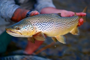 Statement of sportsmen and women who support an effective Clean Water Act regarding today’s Trump Administration Executive Order on the Clean Water Rule.